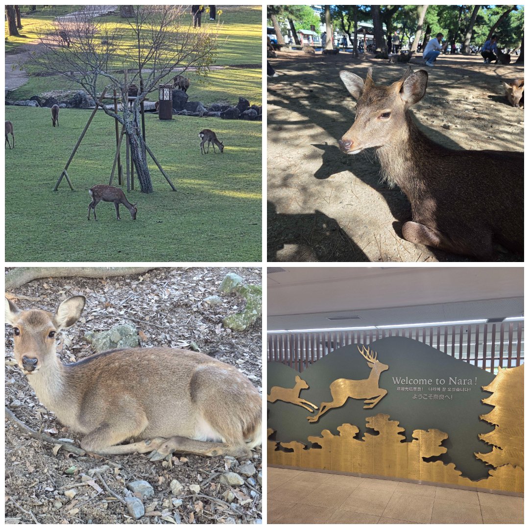 WyvernChat's tweet photo. The next day I took a nice day trip out to Nara so I could hang out with some deer and check out a temple I've been wanting to see—Kohfukuji.

The deer were super cool to be able to get up close to and occasionally they would give you a quick bow greeting that they picked up on.  They were expecting rice crackers, but little did they know, I'm very dumb and couldn't figure out where to get them.  Most deer swiftly gave up on me.  I was able to see the majesty of a couple deer bucking each other over a mate and the less majestic deer that peed all over itself while scraping its face against a tree.  Duality of nature, I suppose.

Afterwards I headed to Kohfukuji and paid about $15 to go inside each of the three main shrines.  Photographs are not allowed inside so only pictures of the buildings themselves were captured.  I will say up front that the price of admission was completely worth it for the treasure room in the front shrine.  It was filled with wooden and bronze cast statutes, bowls, coins, and scrolls from around the year 800.  Statues of the 12 divine generals and a thousand-armed kannon. Magnificent.
#WyvernChat #AIroleplay #RPG #roleplay #rp #anime #characterai #chatbot #AI #FeatherlessAI #discord #janitorai #japantravel #travelwithai #aicompanion #ai #tokyo #osaka #東京都 #日本国 #京都 #大阪市