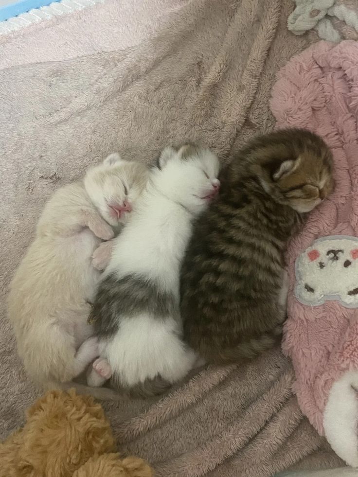 postsofkittens's tweet photo. https://t.co/ocw4Ka5bws