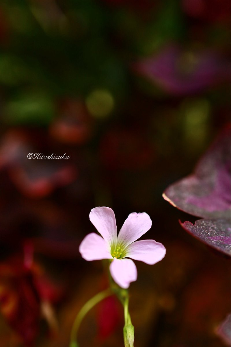 シーグラスアート　♡いちごファーム♡　LOVEバージョン シーグラスアート ♡いちごファーム♡ LOVEバージョン