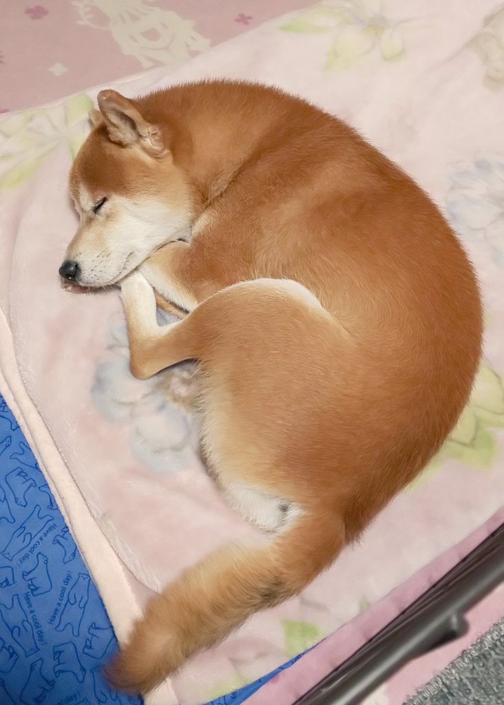 柴犬様ご確認ページ しばいぬ様ご確認用ページ！