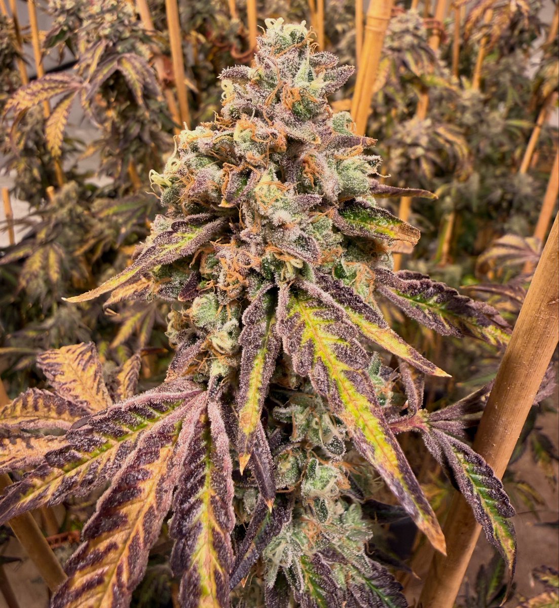 Chop day for the Wedding Cake 
<a href="/JBeezySJG/">SeedJunky</a>