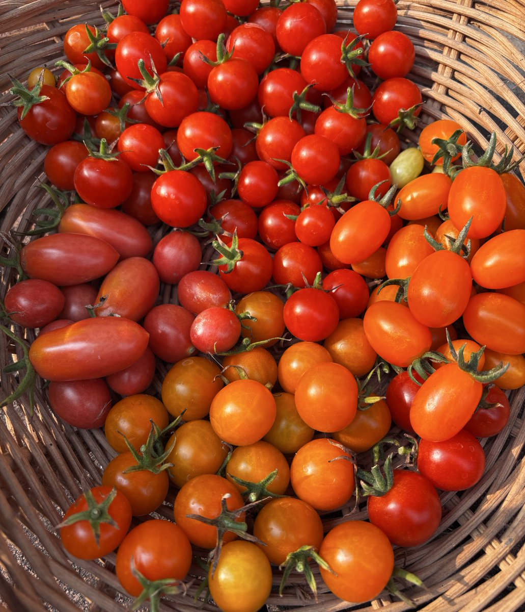 แปะรูปน้องมะเขือเทศให้ดูอีกรอบค่า สีชมพูลูกยาวฝั่งซ้ายคือ Piglet ส่วนสีส้มลูกยาวฝั่งขวาคือ Just Jerry ค่ะ 🍅