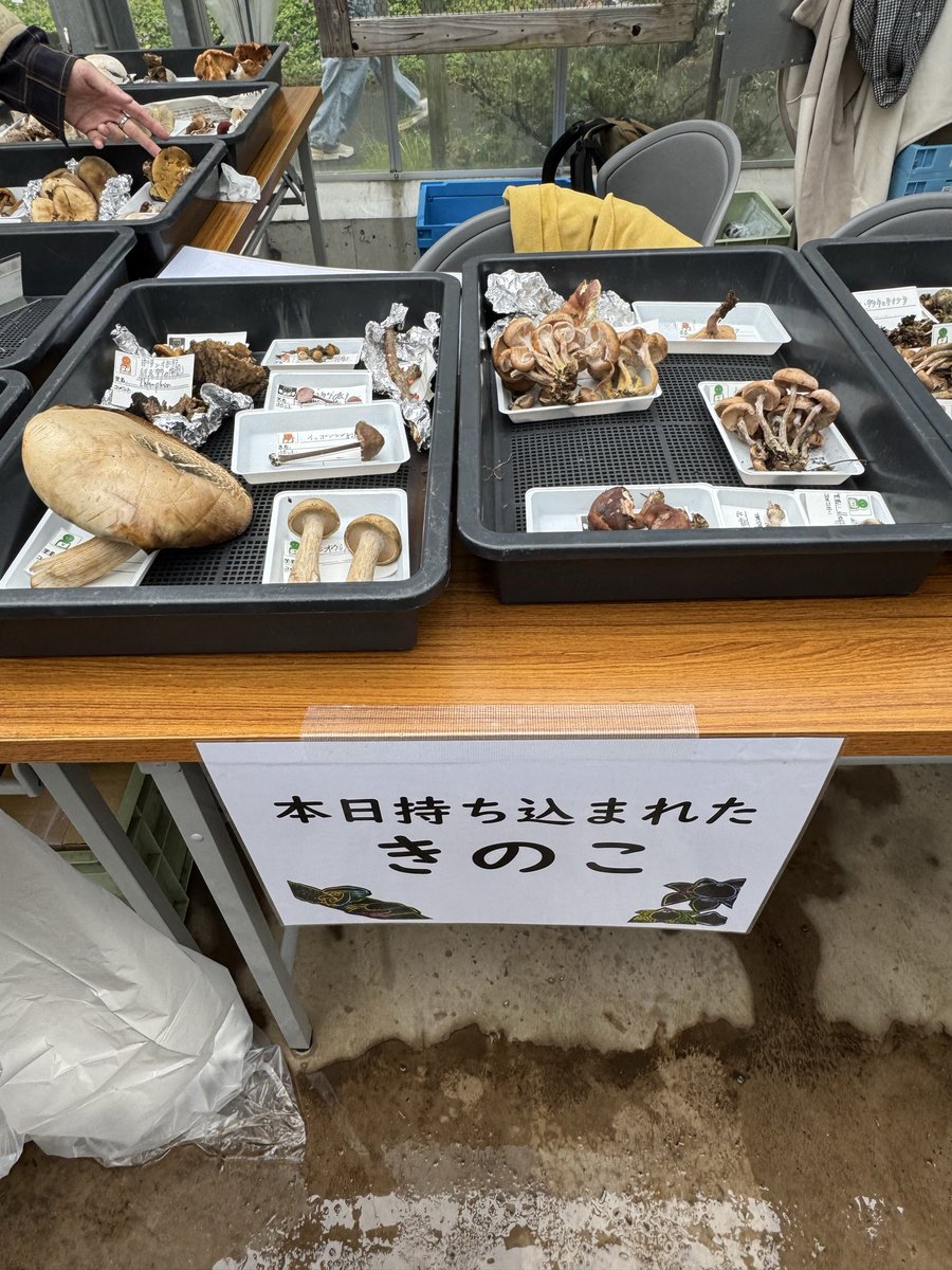 きのこ様 八尺様🌾 on X