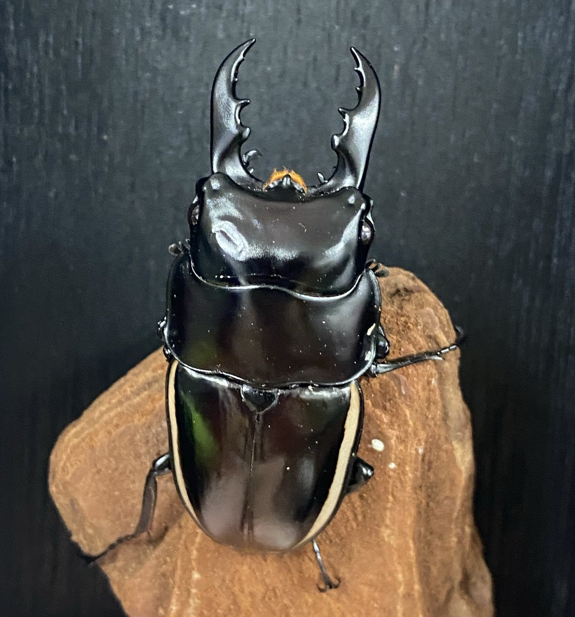 Beetle on開店します！ ✨新着生体✨ メタリフェルホソアカクワガタ