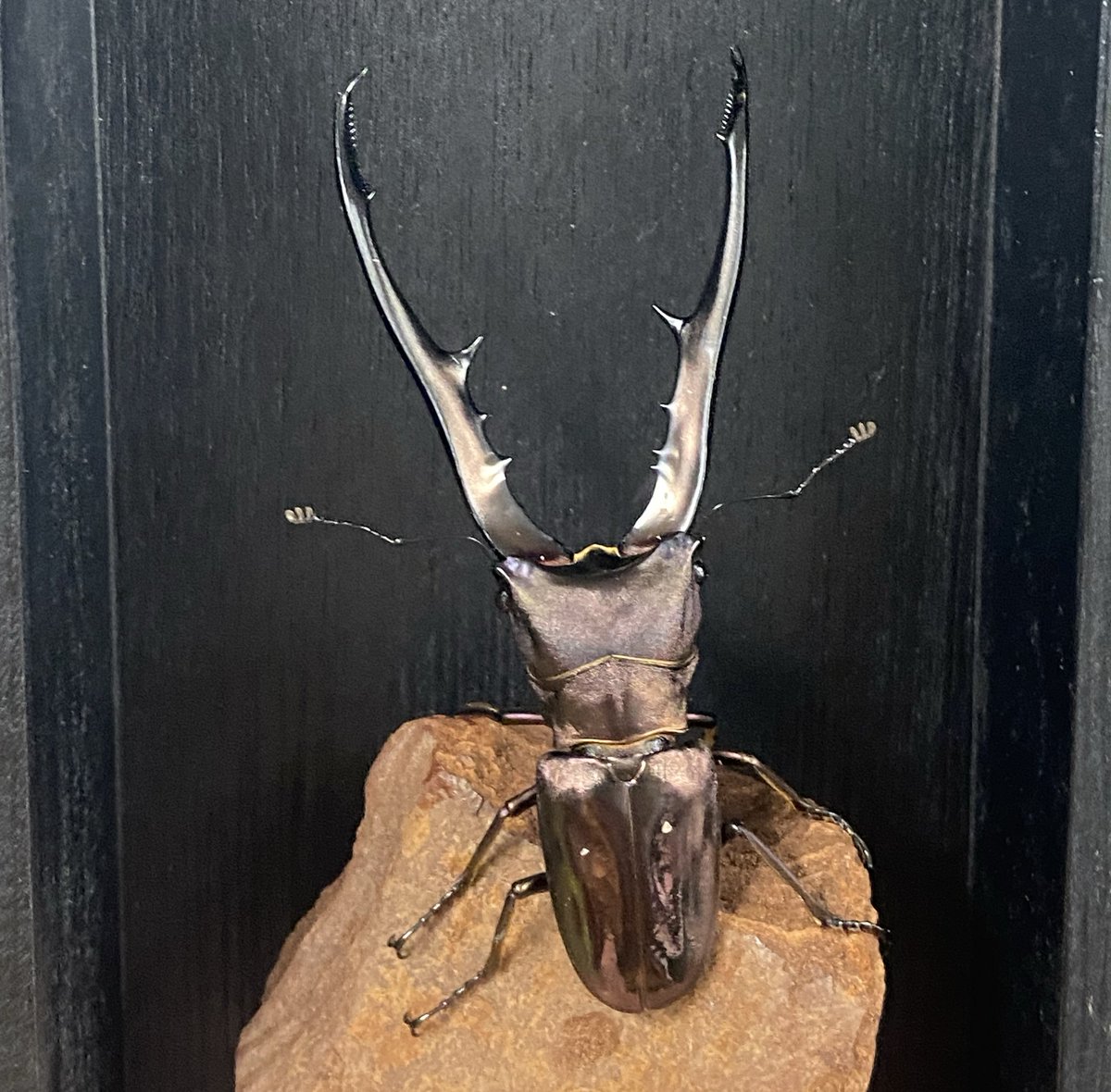 Beetle on開店します！ ✨新着生体✨ メタリフェルホソアカクワガタ