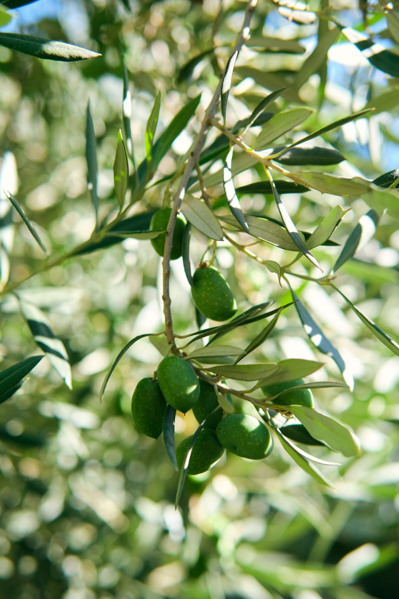 _TOOC_'s tweet photo. Harvest Treasures: Your Last Chance! - *|https://t.co/05qCCLeD5A|* Last chance to get Mediterranean Herbs olive oil &amp; buy tickets for Harvest Festival 2025 at Olive View Ranch! Get your Harvest treasures before they're gone! *|https://t.co/uyy84i2UVN| https://t.co/HZ8qFxVzUF