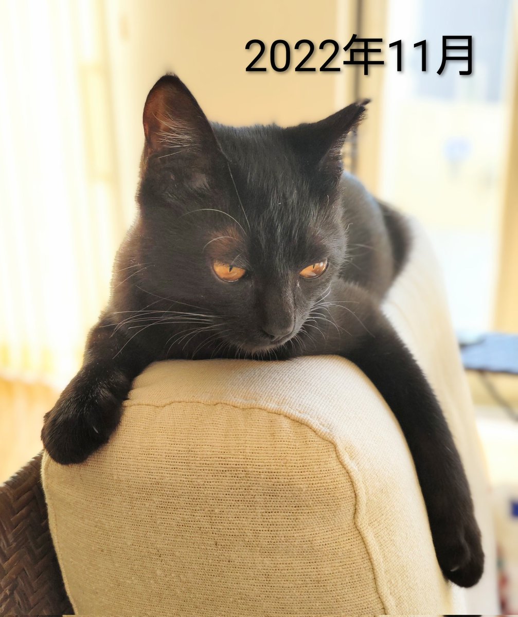 猫 ねこのパワー on X: 