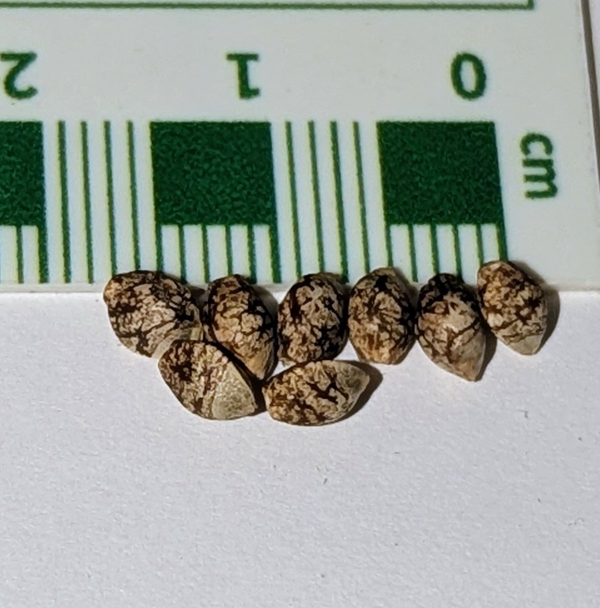 TempleGrower tweet media