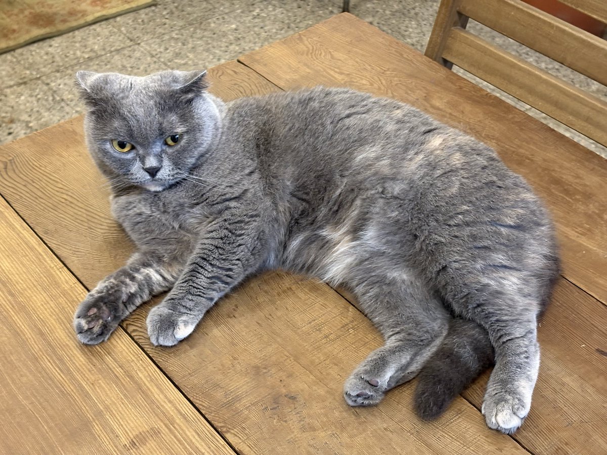 猫乃目ページ 猫乃目 ↝@エ (@Ux_xUser) / X