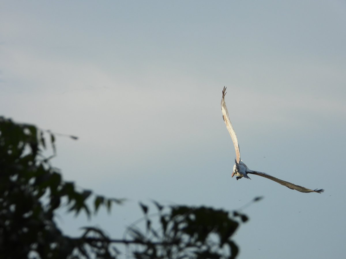 machanifs's tweet image. #Quiz #Identify the #Bird #Prize #money Rs.100
#Ornithology