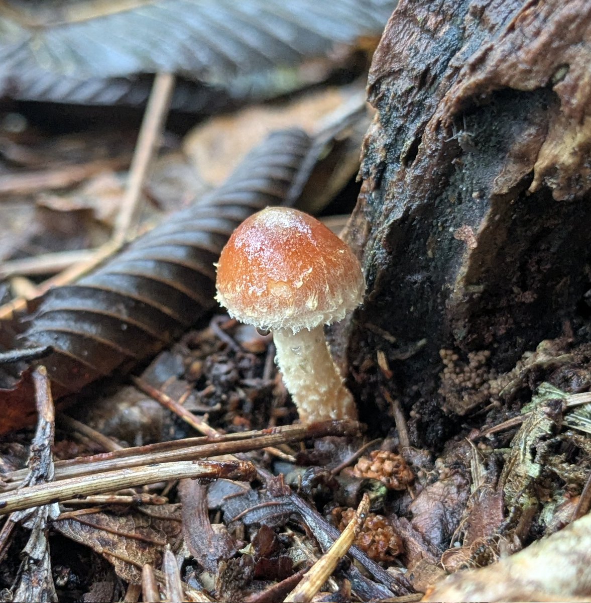 とみーのサブアカページ Amazon.co.jp: リョービ スチールドア 万能取替え用 ドア