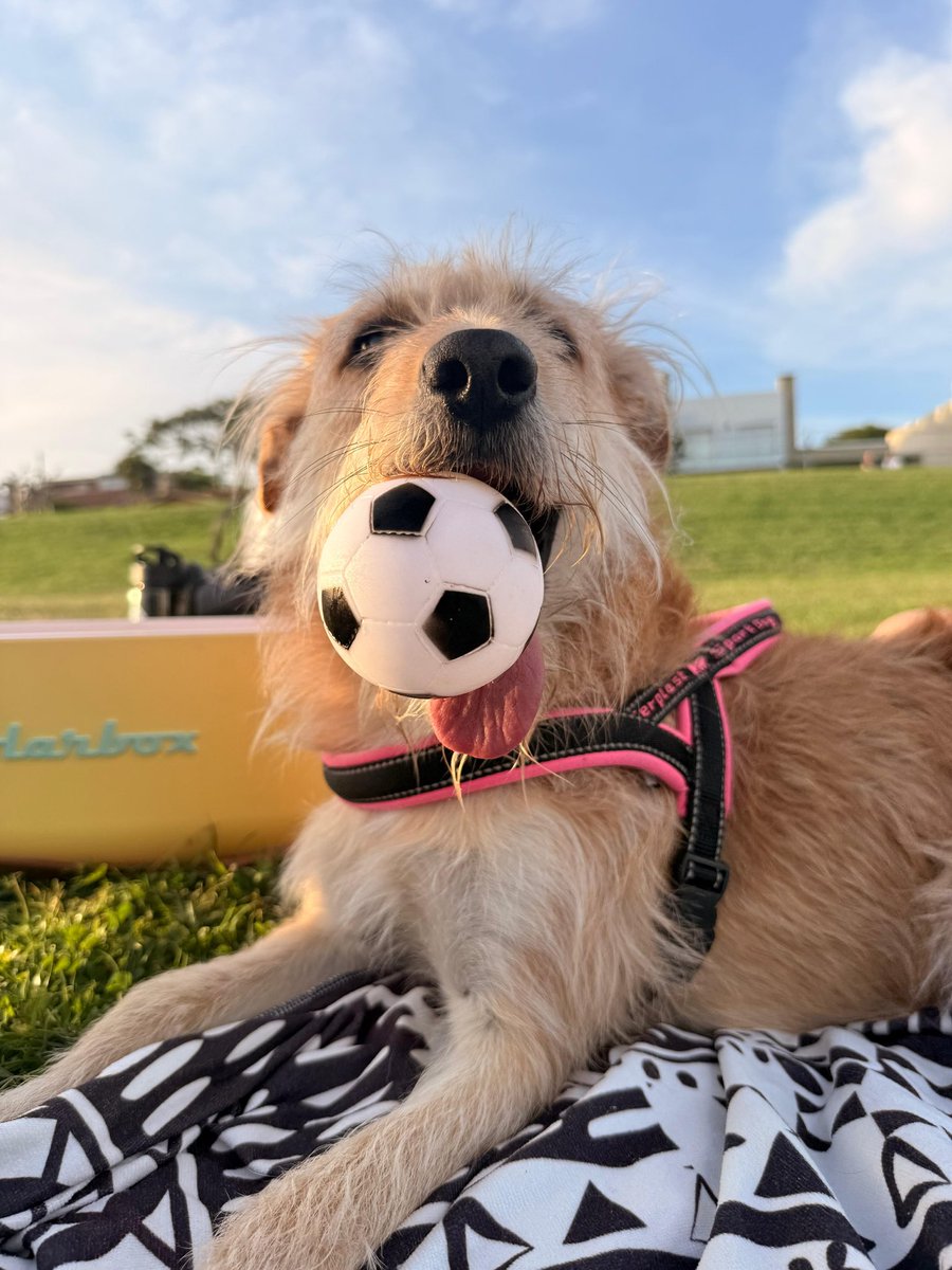 Cumplió 2 años el ser más puro, bueno e incondicional de mi vida. Mi perra, mi mejor amiga, mi hijita, Zoe 🌸