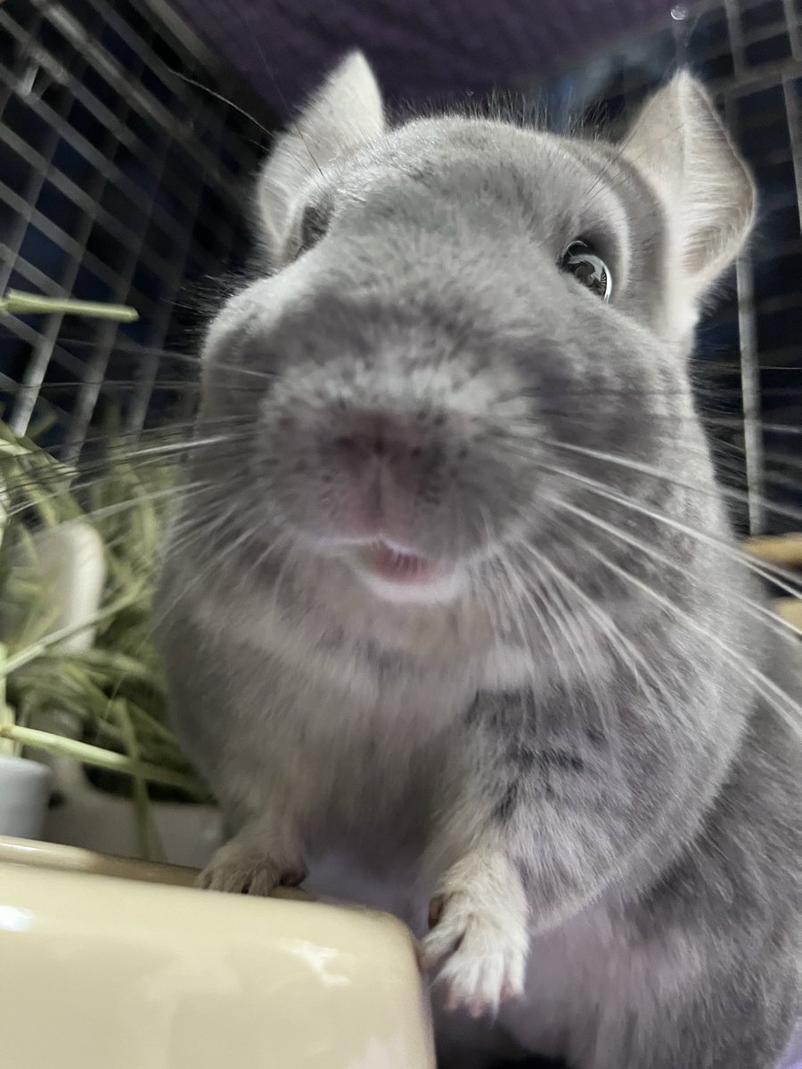 チンチラのすみれと飼い主ゆみ on X