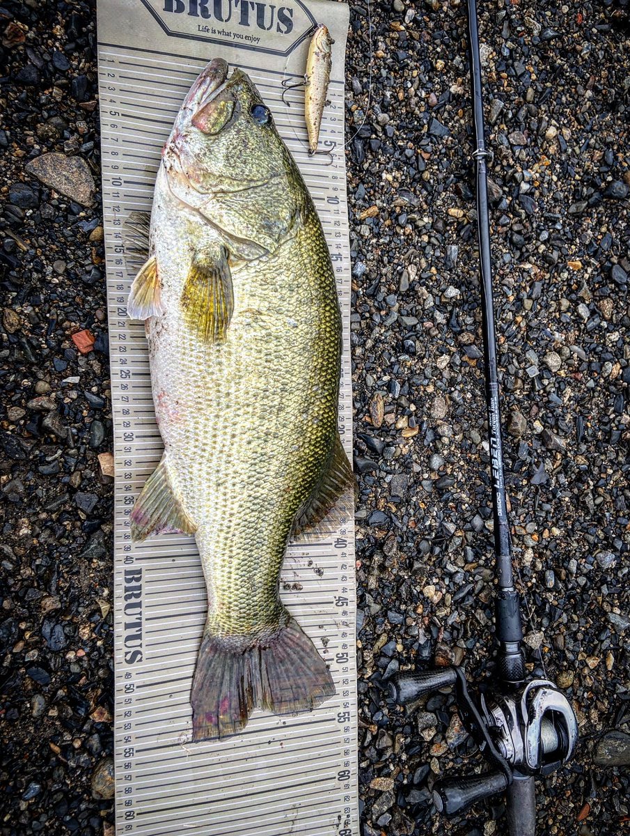 ⬜︎Gc左1012 未使用　BIGMOUTH シンギングバス ⬜︎Gc左1012 未使用 BIGMOUTH シンギングバス 楽天市場】[Gemmy