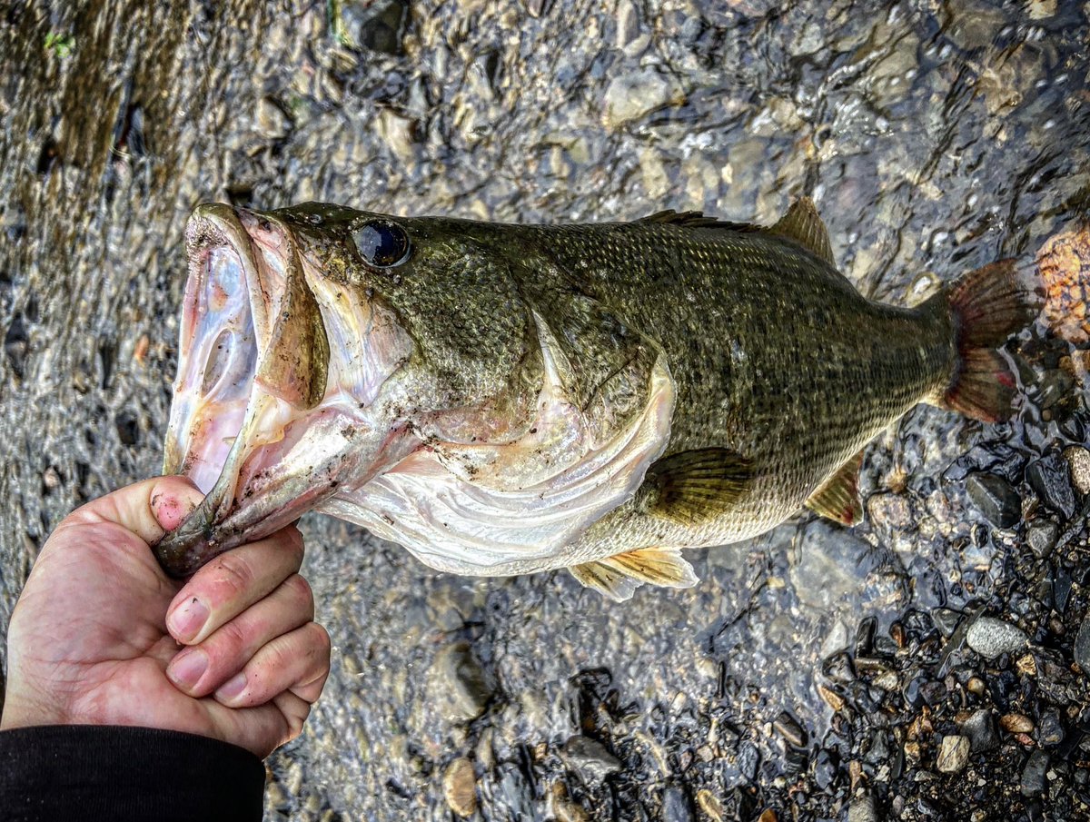 ☆本日終了　和竿　⑧ sho on X