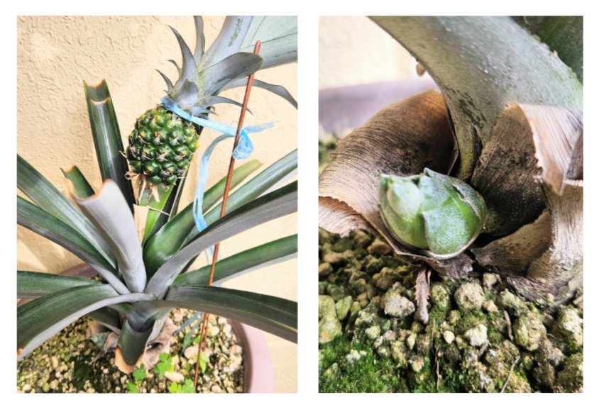 tombrs2's tweet photo. 少し前に小さなパイナップル2個を収穫済み🍍🍍
残る1つは未だ色付かず根本から塊茎芽？が出てきた
本日は冬越しへ向けて6鉢を室内へ移動完了、クラウンの水栽培2つは少し様子見て鉢植えに変更予定
《2025 10/26》
#パイナップル https://t.co/dWNe9aWIhF