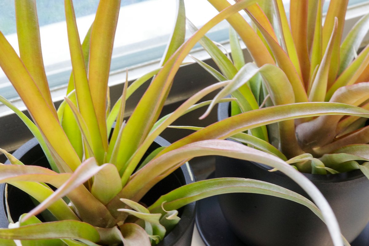 仙台の海岸で拾った椰子の実の殻片に植え付けたカピタータ（無印）。自宅浴室の気温が下がってきたので、春まで大学へ避難。カピタータ・レッドと比べると、緑が濃くてやや地味。どちらでもいいから開花実績をつくりたい。