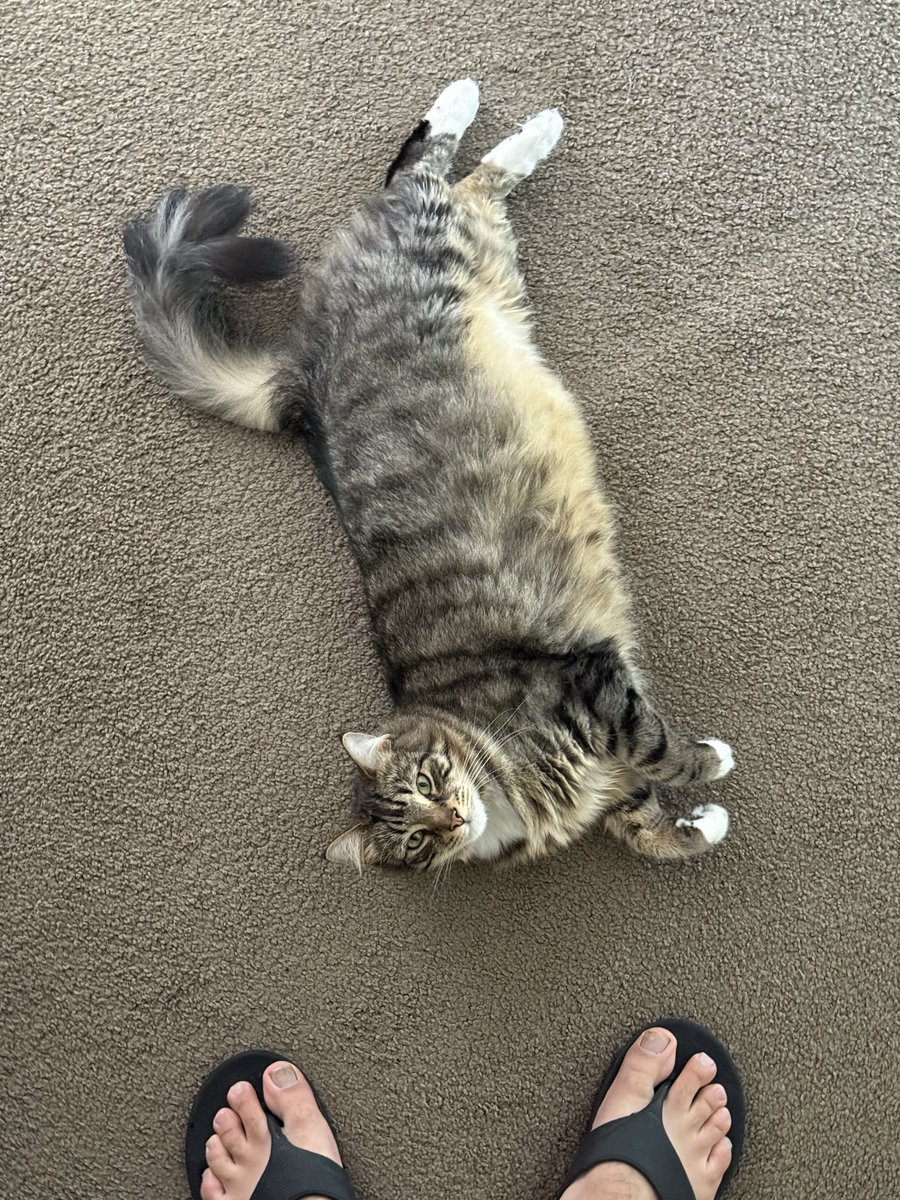 BlueModelY's tweet image. پسر ناز و قشنگ! به خدا نمیتونم هر دقیقه خم شم و نازت کنم. چرا هی خودتو پهن زمین میکنی جلوی پام؟ همین ۳۰ ثانیه پیش ناز گرفتی!