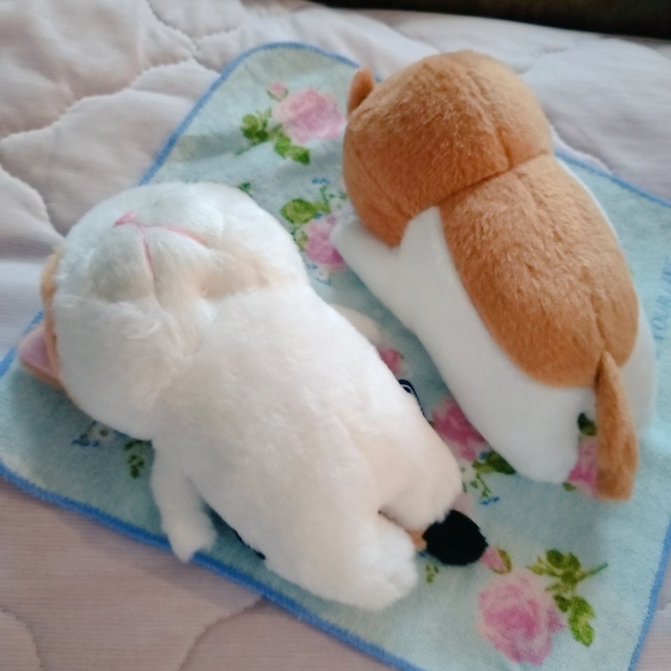 mi_3po's tweet image. #ぼうねこ  #棒猫
棒猫のエリンギみたいな黒板消しみたいなボリュームがたまらない……。

夏の路地裏に毎日いた2匹の猫。涼しくなってからどこかに行ってしまった…。勝手にきな粉餅とサビ大福と名付けて出勤＆帰宅する時にチラ見してたんだけど……。寂しくて似た猫のぬいを買っちゃったのだ。