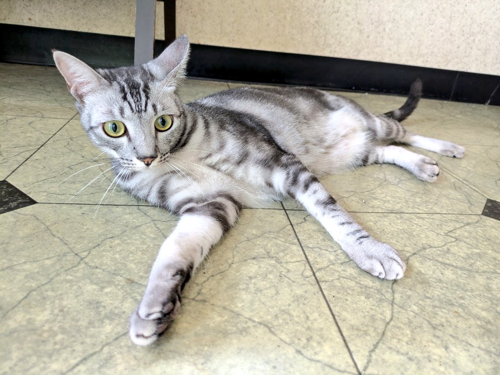 えんがわ (保護猫カフェ計画中)🐾 on X