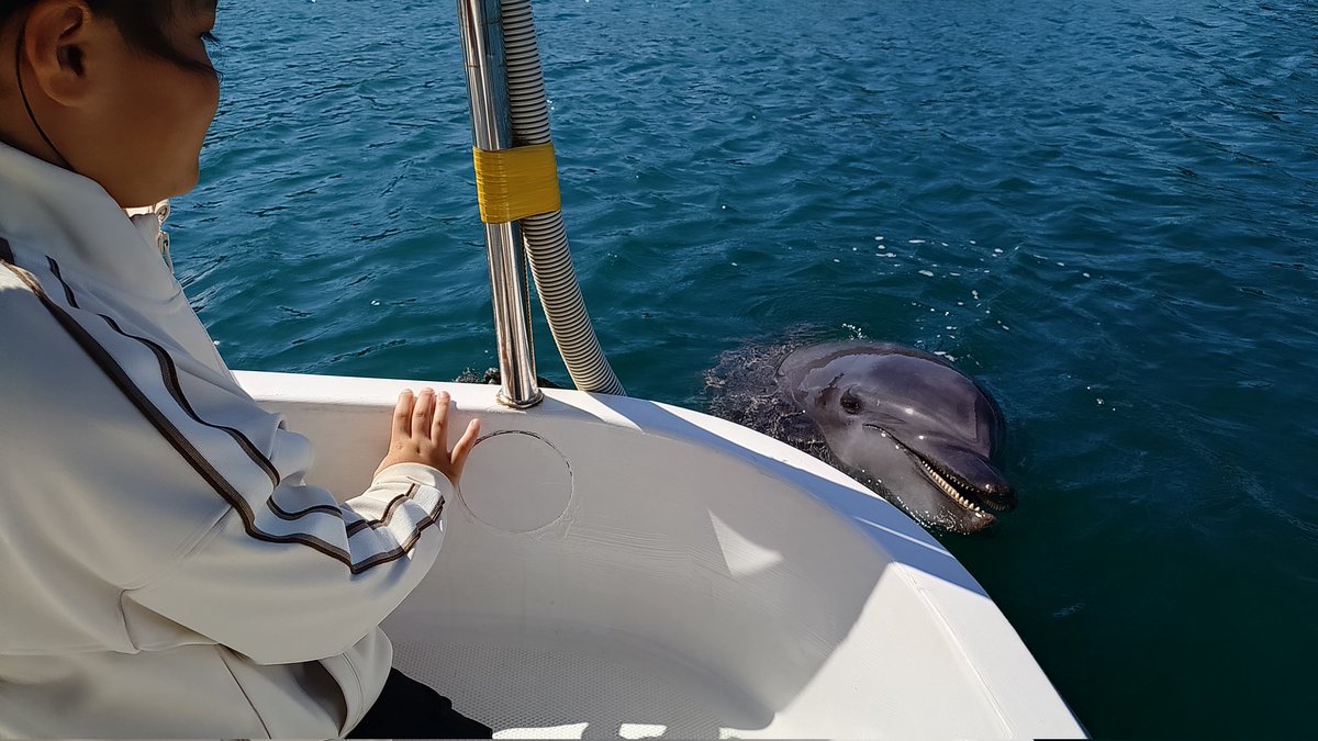 Tech21R's tweet image. 津久見イルカ島楽しかった〜
イルカに餌やりしたり間近に見れるので貴重な体験でした！😊