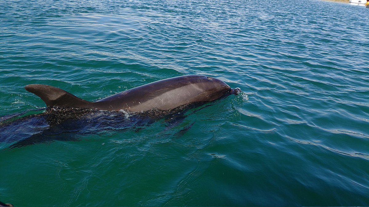 Tech21R's tweet image. 津久見イルカ島楽しかった〜
イルカに餌やりしたり間近に見れるので貴重な体験でした！😊