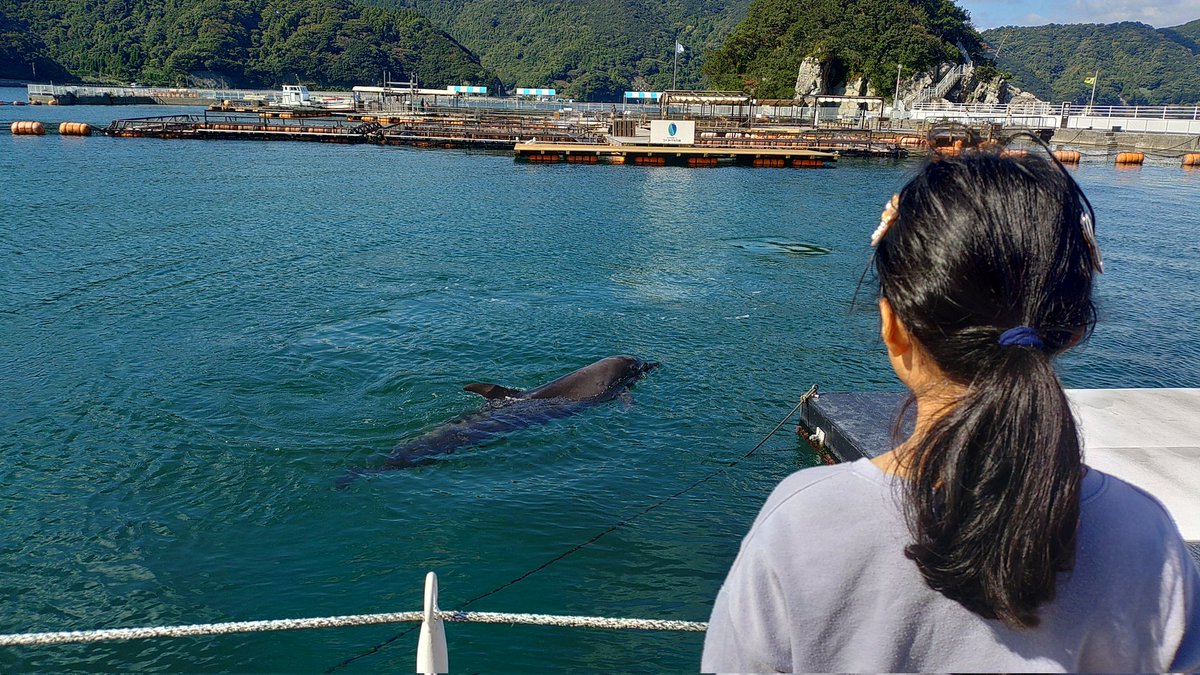 Tech21R's tweet image. 津久見イルカ島楽しかった〜
イルカに餌やりしたり間近に見れるので貴重な体験でした！😊
