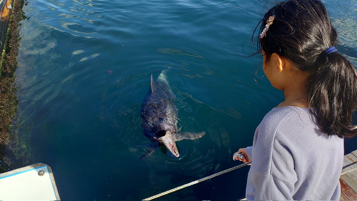 Tech21R's tweet image. 津久見イルカ島楽しかった〜
イルカに餌やりしたり間近に見れるので貴重な体験でした！😊