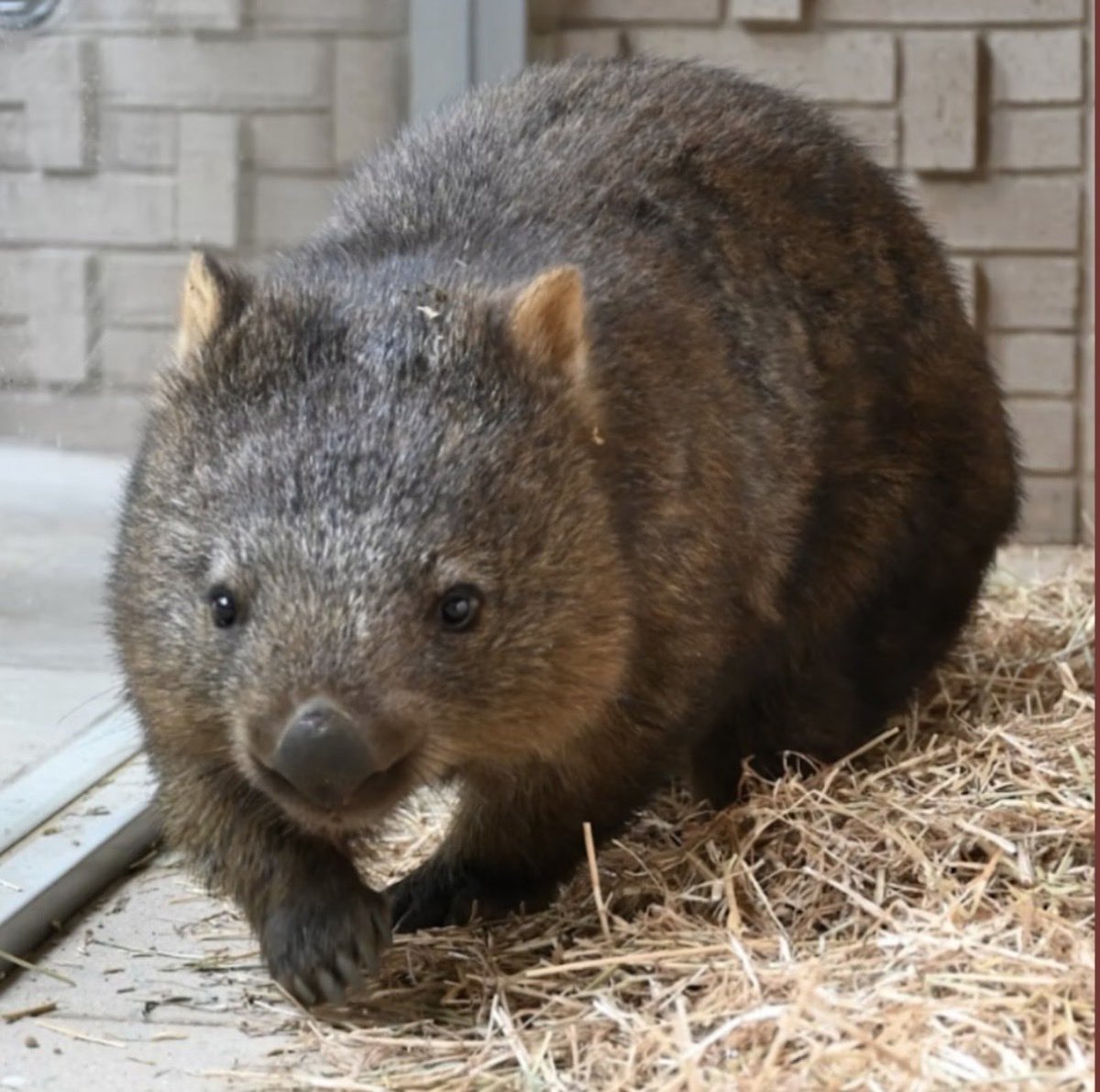 しゅぷれむ (@womwom_supreme) / Posts / X