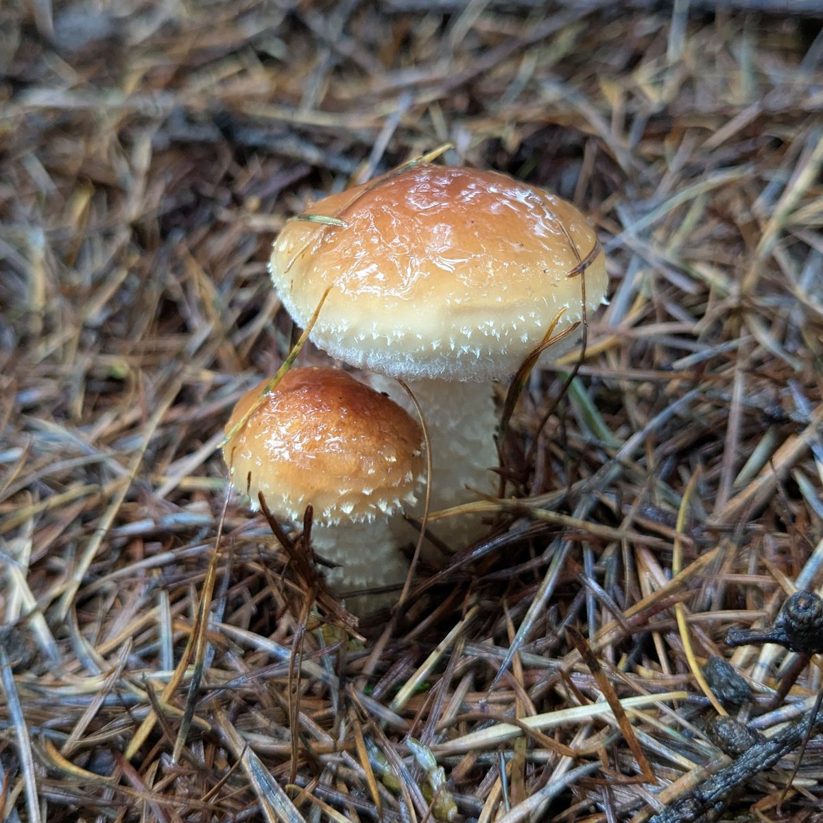 とみー RICKS 2003-2004 Kawasaki ZX600 Ninja ZX6-RR STATOR KAW 21