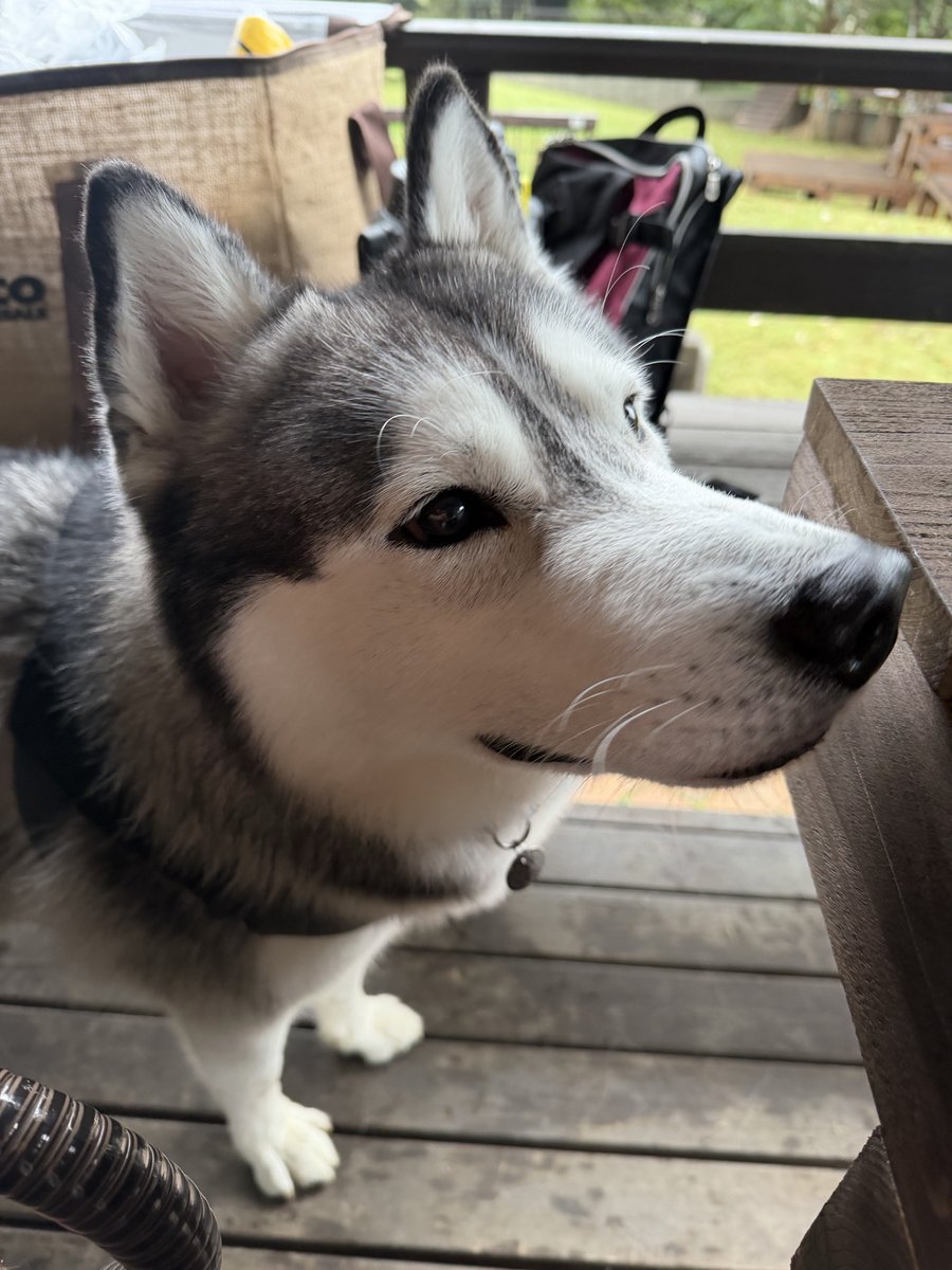 ジーニー☆さま専用ページ Genie(ジーニー) (@Genie_0213) / Posts / X