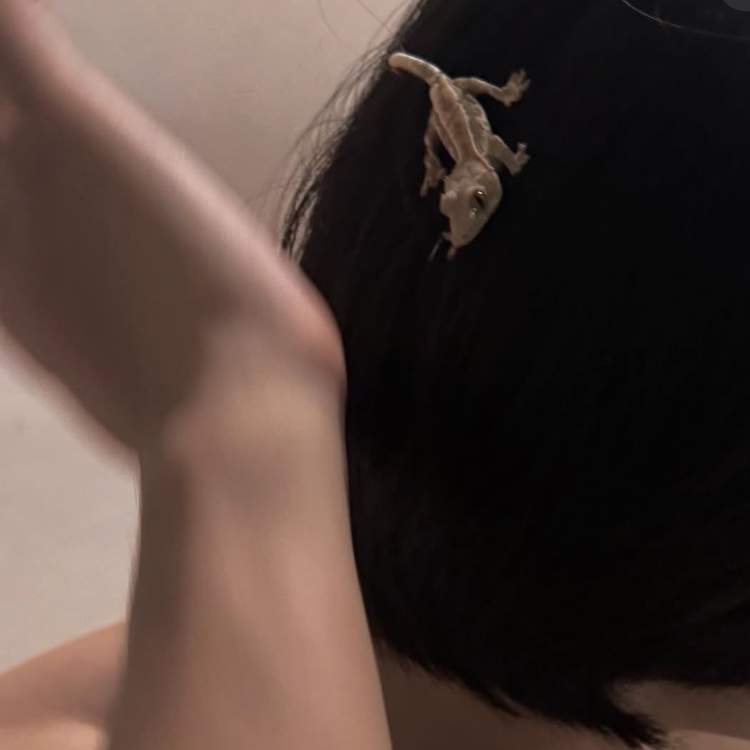 เยดัมมม😭😭🙏🏻 สัตว์เลี้ยงชนิดเดียวของศิลปินที่กุไม่อยากจะเป็น😖 มันน่ารักน้าๆๆ🦎 แต่อาจจะยัง