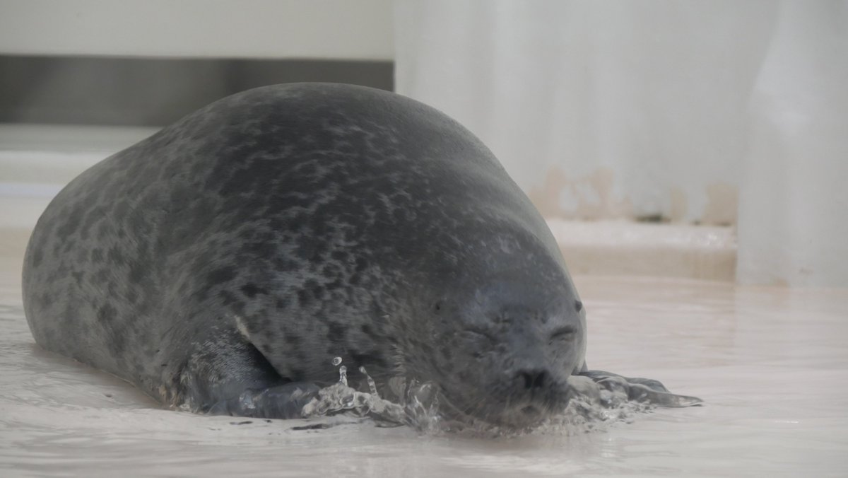 1yuちゃん キープ Amazon.co.jp: ライブディオZX AF35 キーシリンダー ライブ AF34