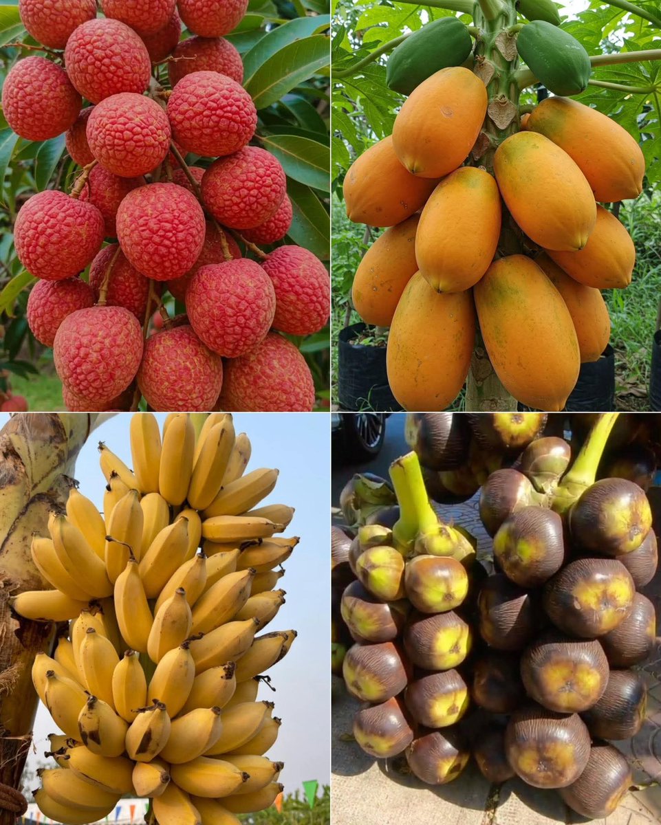 JoelOptimist1's tweet image. 🥭🍌🍐🍒 Tropical treasures on display! 
Lychee for sweetness, Papaya for digestion, Bananas for energy, and Bacuri for a tangy antioxidant punch
🌿 Nature’s health in every bite!