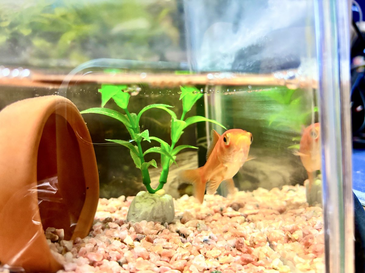 金魚って撮るの難しい
#金魚
