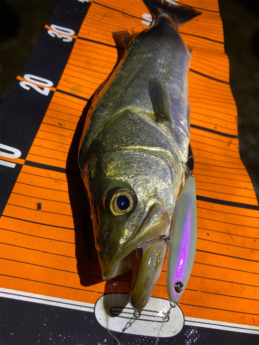 さくとぅー on X