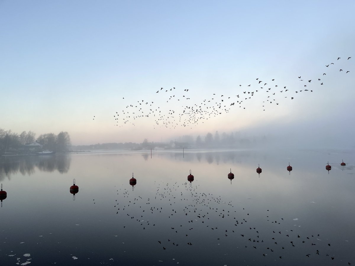 Huomenta! ☕️ Siirryttiin talviaikaan… ❄️⏱️Naakkaparvi lentelee sumussa iltapäivän hämärtyessä. Kuva vuoden takaa.