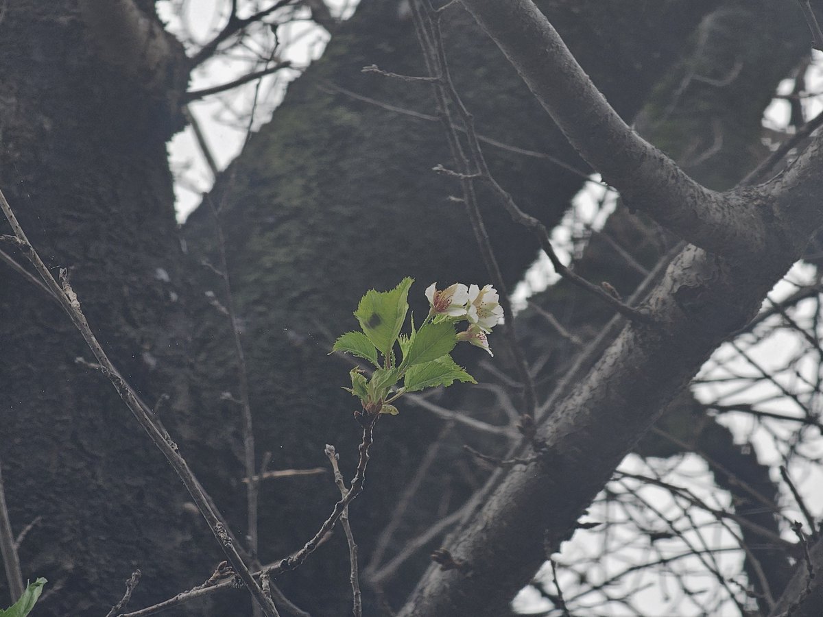 旧藤岡高校の桜、咲いてるのを見つけました🌸
