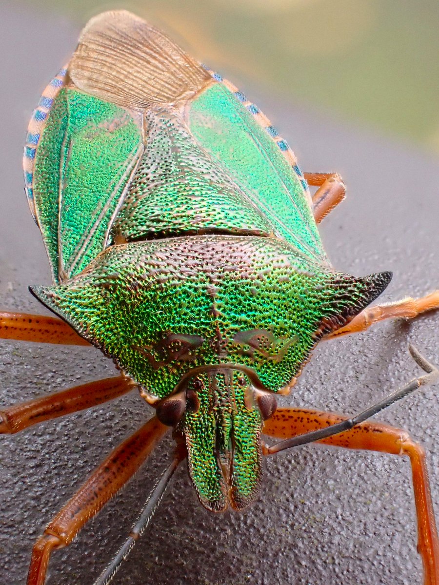 gecko / the eccentric explorer 𓆣 (@gecko28651371) / Posts / X