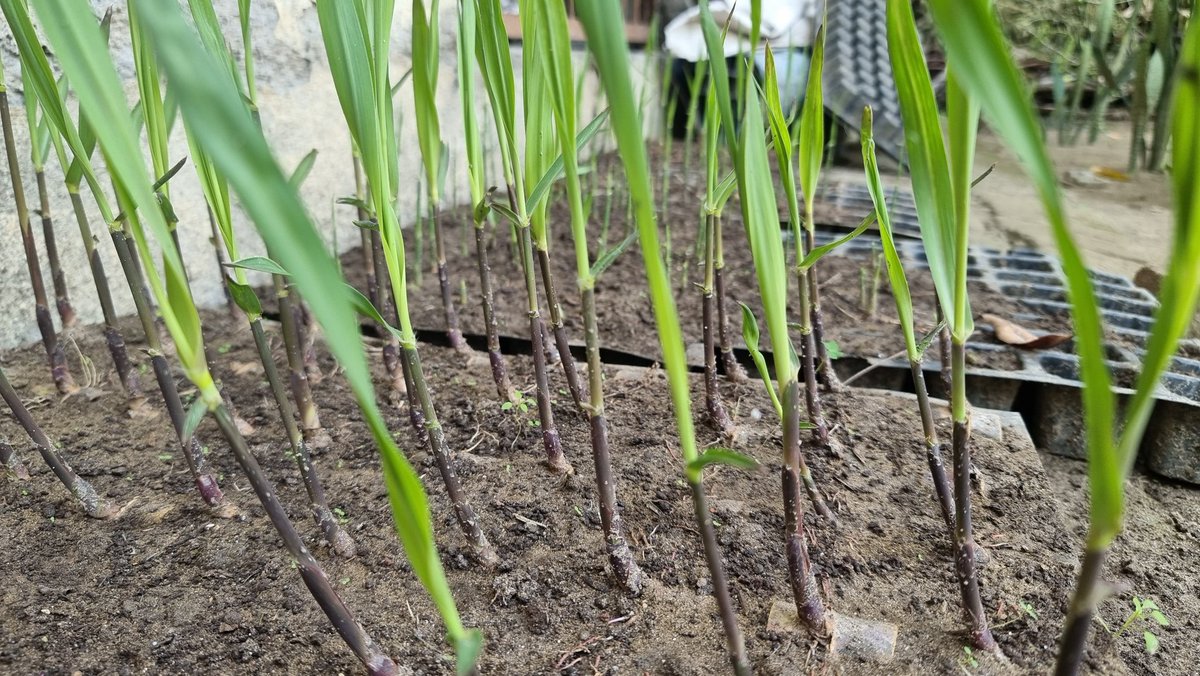 गन्ने की 15 दिन की पौध