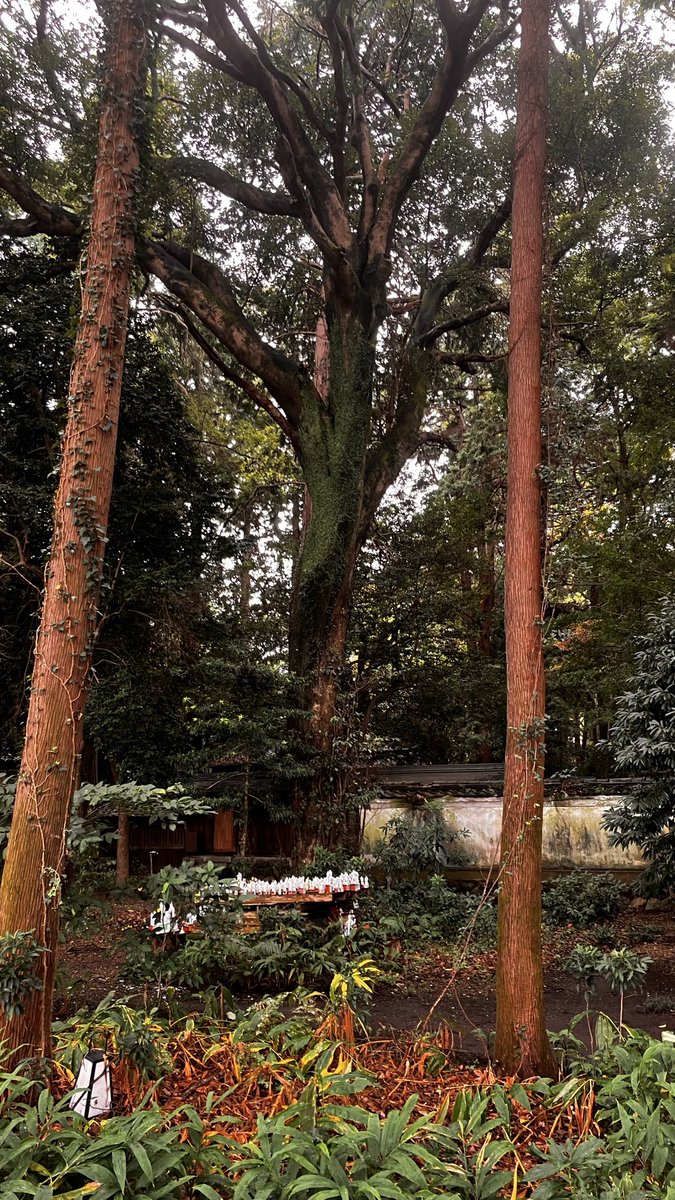 【ねこページ】 猫とインコ on X