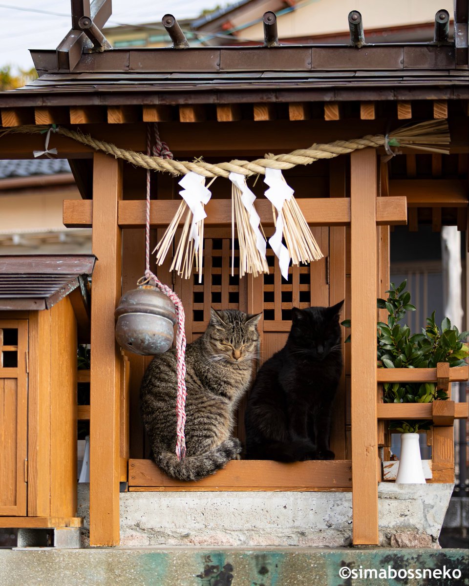 しまにゃん さま 専用 simabossneko 写真集「島にゃんこ」発売中 on X