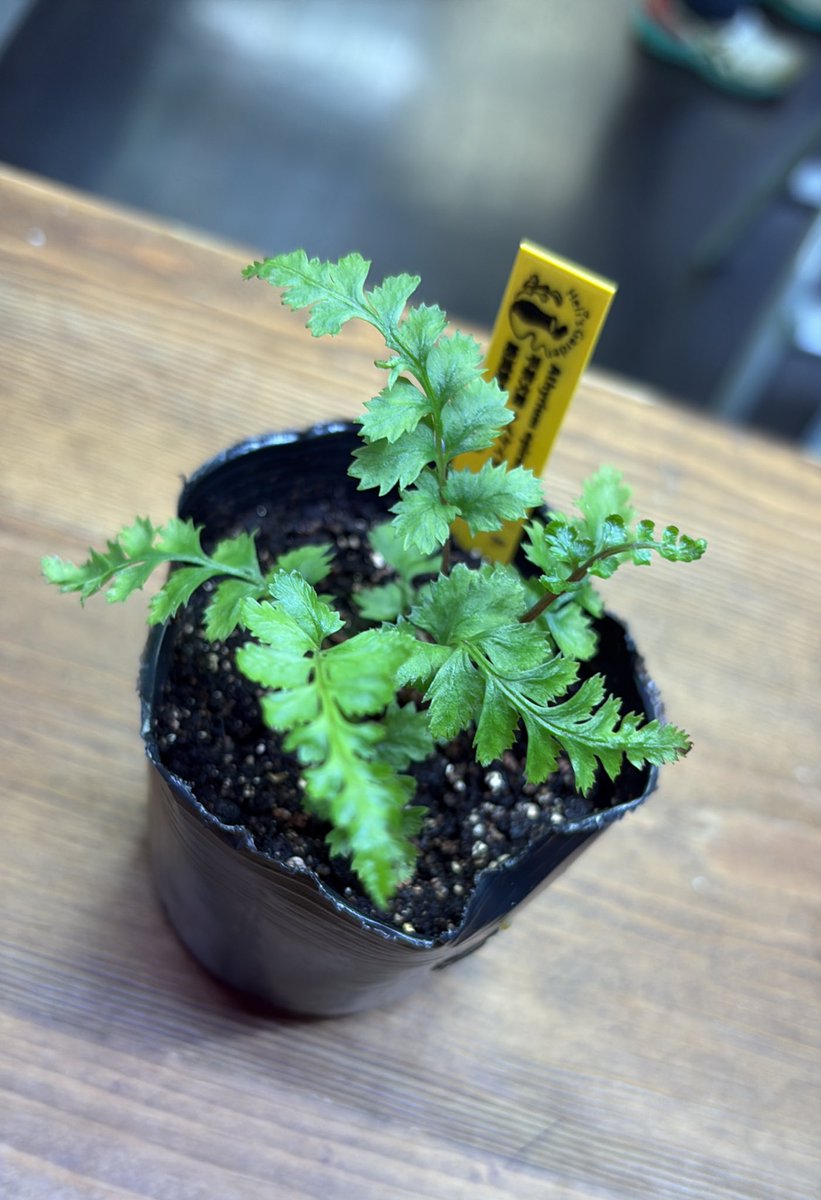 雛茶子 雛人形「れいれい 京刺繍・四君子」｜雛人形の通販 ふらここ