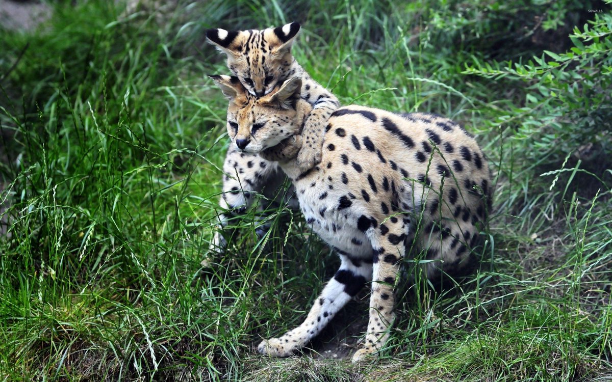 Serval Every Hour! (@servaleveryhr) on Twitter photo 