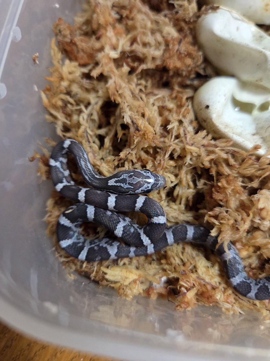 ミル・エスカマス tweet media