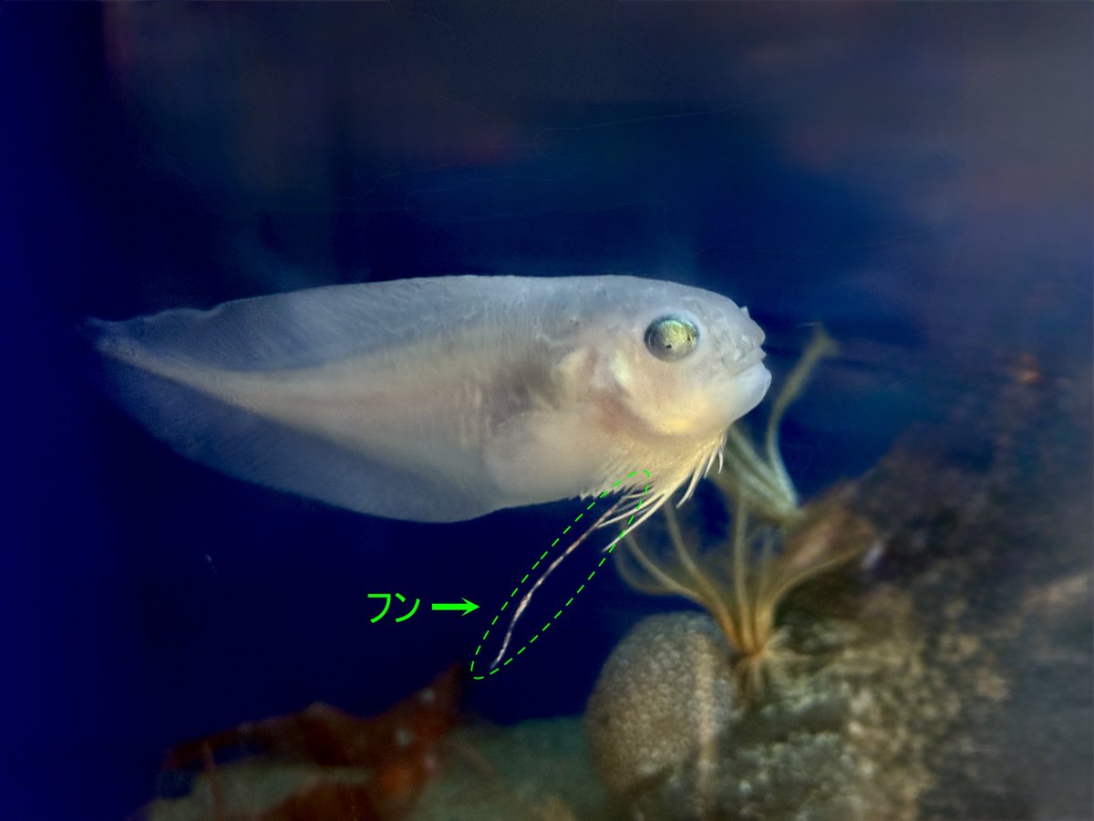 ザラビクニンがフンをしていました。 排泄孔は体の前半にあるので