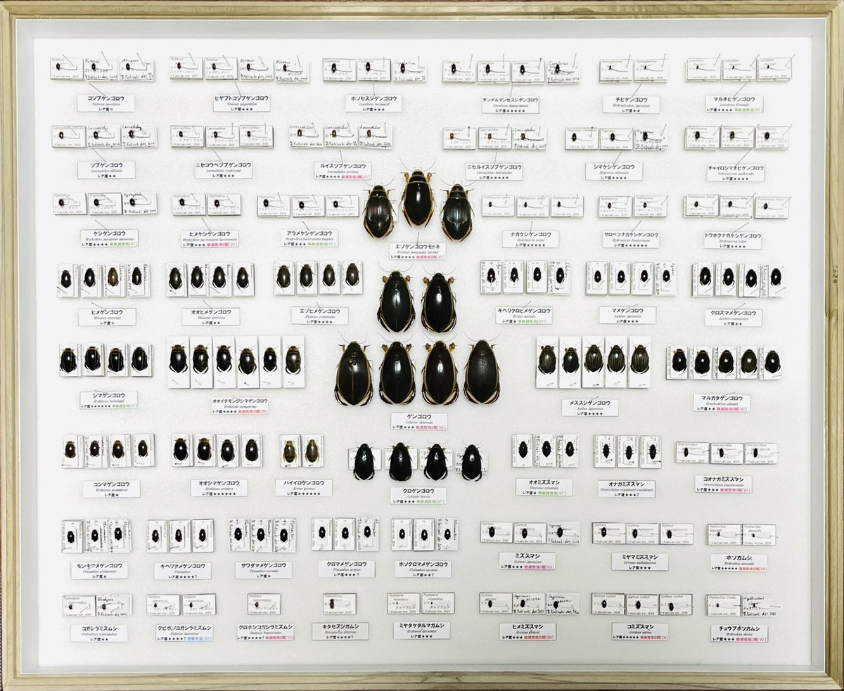 ある程度一貫性のあるテーマを掲げつつ、納得のいく標本箱を仕上げました。

【北東北の水生昆虫】

これまで地元を中心に採集してきたゲンゴロウ類全種、その他水生甲虫から状態の良い個体を厳選。
#かきがきのゲンゴロウ