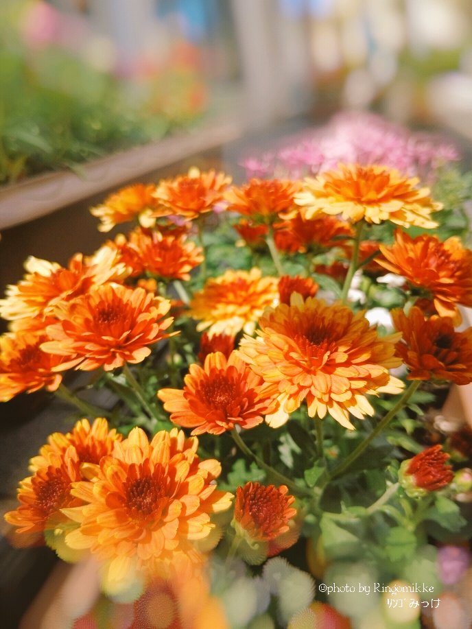 カズミページ ZカズミRS (@Z1kS8n) / Posts / X