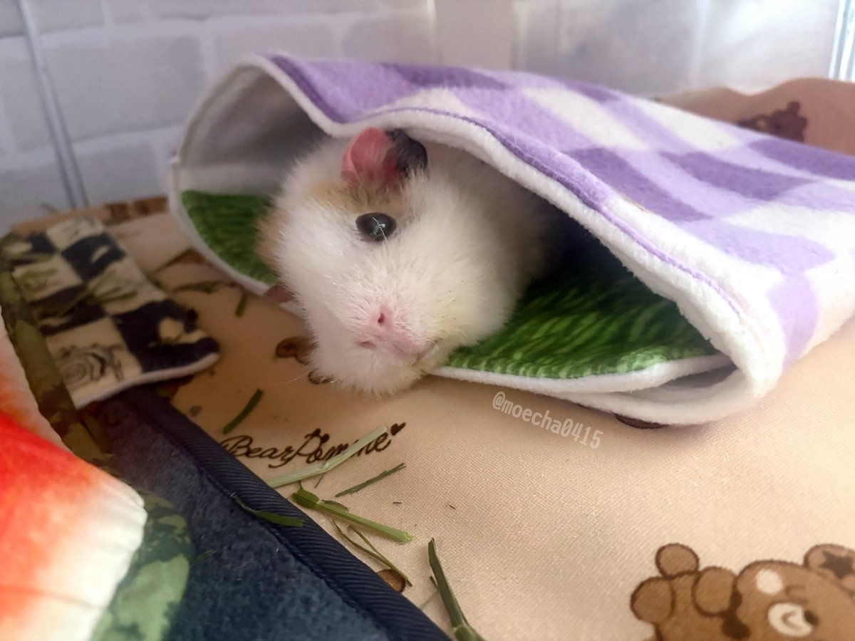 ちゃちゃ様の専用ページ ちゃちゃ on X