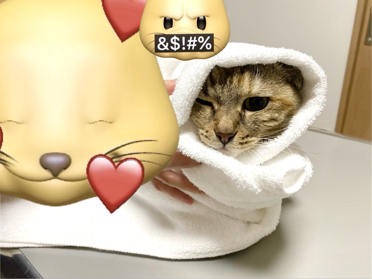 ねこページ 猫ッチョファミリー (@nekosta777) / Posts / X